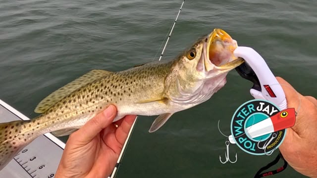 TWJ Palma Sola thumbnail